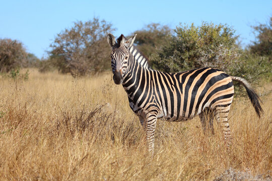 Steppenzebra / Burchell's zebra / Equus quagga burchellii