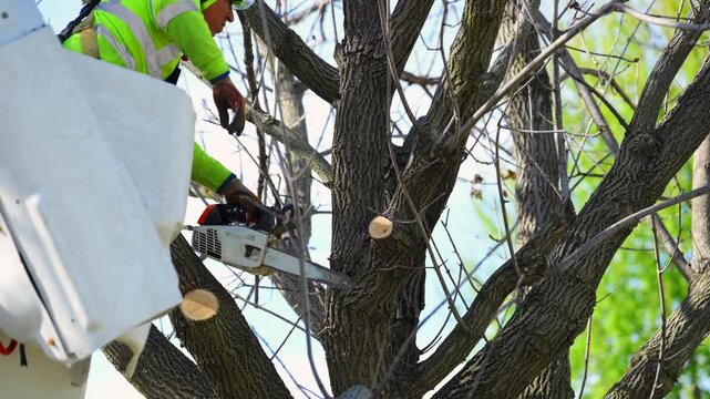 Tree trimming worker triming from bucket truck near roadside, maintenance and professional arborist service. 