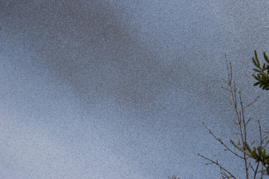 Swarm of Gnats