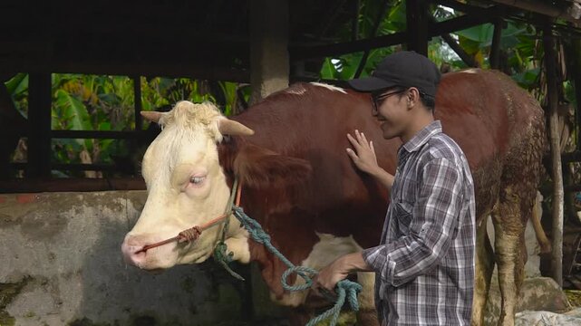 Asian farmer petting brown cow at barn, smiling while securing green rope halter, gentle hands checking ears and coat, morning