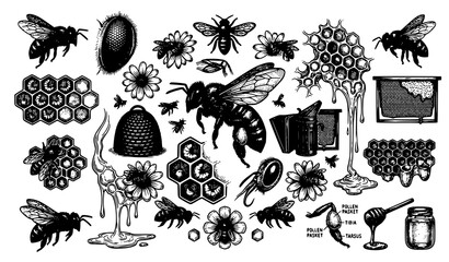 Hand drawn bee engraving vector set with honey bees and honeycomb beekeeping natural insect illustration collection © HoriProshad