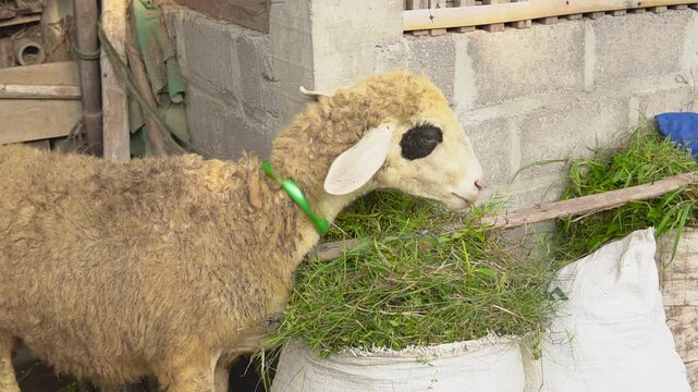 Sheep lamb feeding beside concrete wall, green collar and black ear patch, white sacks of fodder and wooden plank, close profile