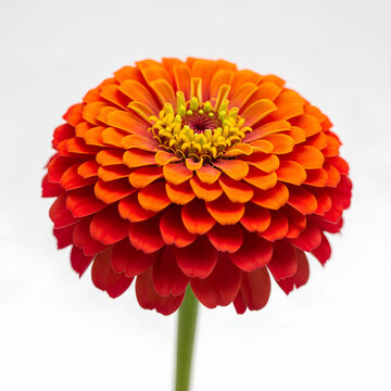 Vibrant orange zinnia flower blooming against a white background.
