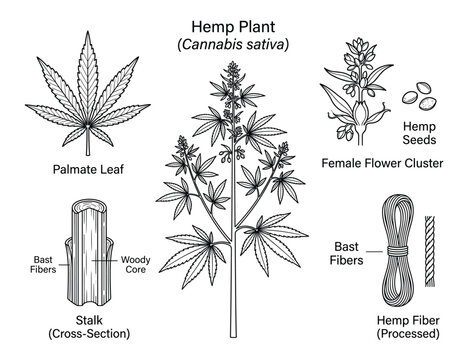 Hemp plant cannabis sativa botanical illustration with fiber and seeds for industrial use vector.
