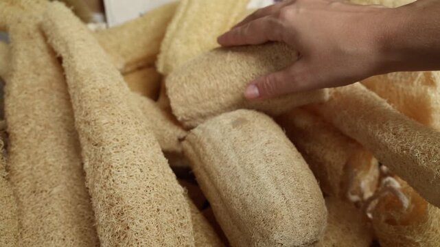 Hand touching natural loofah sponge selection at market stall choosing eco friendly bath accessories close up texture video still