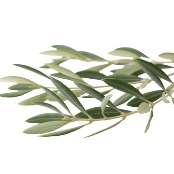 Delicate olive branches with silvery-green lanceolate leaves and curved stems against a transparent background, capturing a sense of natural elegance