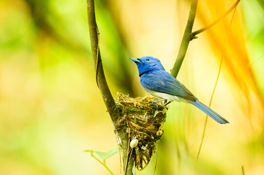 Stunning male Black-naped Monarch (Hypothymis azurea) looking up while perched on its nest in a bright tropical forest.