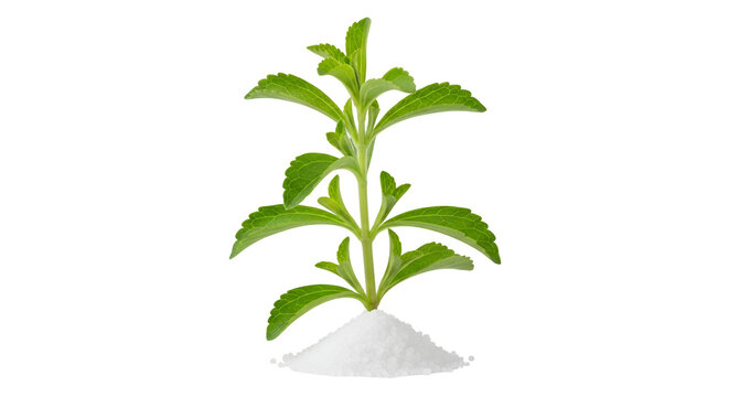 Stevia plant on pile of stevia powder isolated on black background natural sweetener healthy sugar alternative herbal medicine