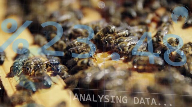 Focus shifting, bees crowding and probing comb, ANALYSING DATA appearing and showing hive status