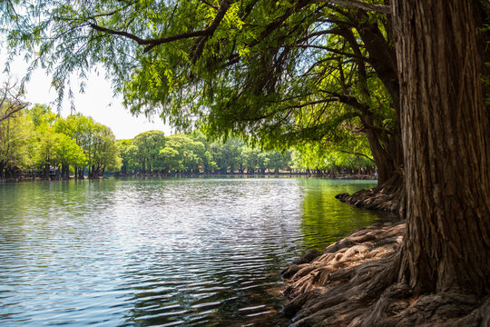 Orilla del lago de camecuaro con su hermoso arboles verdes