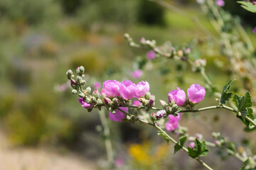 Obraz premium wild flowers in the field
