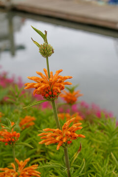 Lion's Tail