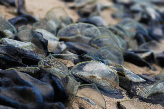 Close up of jellyfish on the beach