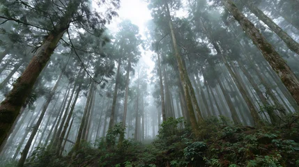 alishan cedar forest with fog, peaceful atmosphere © 逵翔 張