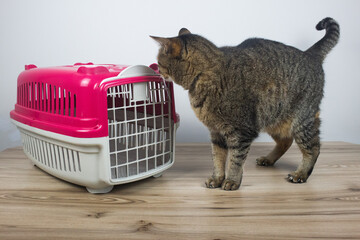 Cat Sniffing the Pet Carrier © Gabrielli