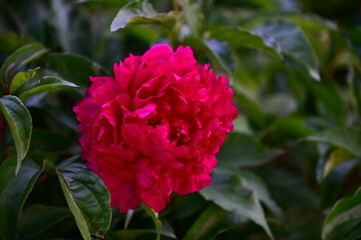 Obraz premium Peony Flower