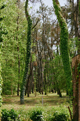Fototapeta premium Trees, ivy, forest, park, greenery, fence, trunks, nature: Tall pine trees with ivy-covered trunks in a sunlit park forest, green understory and a wire fence bordering a peaceful natural grove.