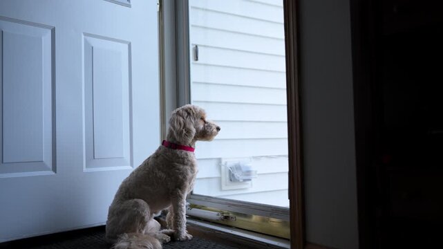 Goldendoodle dog pet sits on the rag near glass door and looking outside at the street.