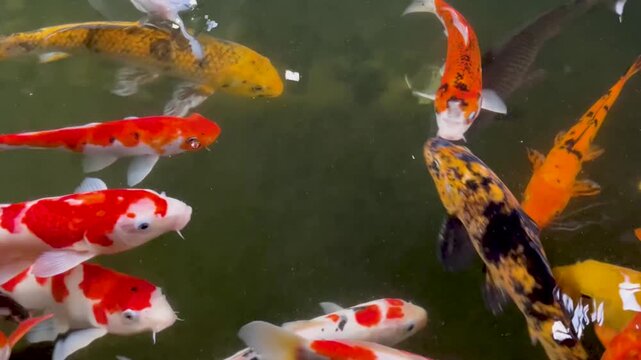 Colorful koi fish swim closely in a calm pond, showing vivid patterns and scales beneath clear water in gentle motion