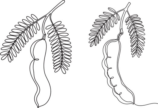 Continuous line drawing of tamarind fruit with leaves
