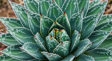 Obraz premium Close up of Queen Victoria Agave plant with white markings