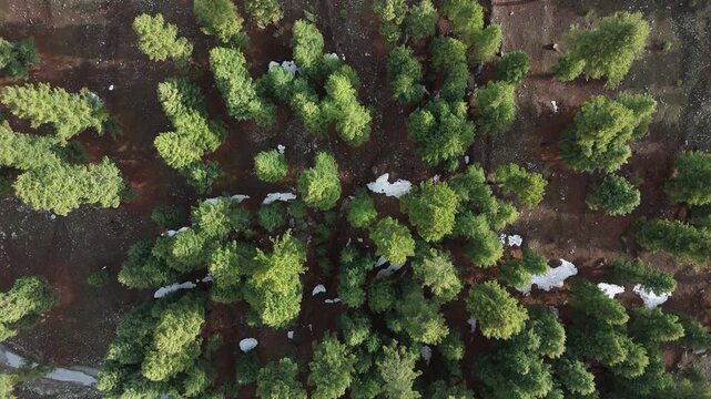 melting spring snow on a wet brown woodland floor surrounded by towering evergreen trees, Slow motion drone footage of sunlight and shadows playing across the rugged forest terrain