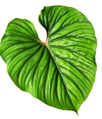 Philodendron Gloriosum Green Leaf Isolated PNG Transparent Background © ryan