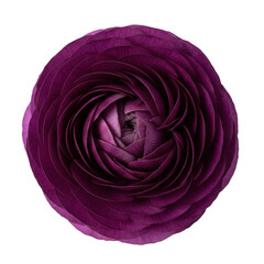Obraz premium Single deep violet ranunculus flower in full bloom with multi-layered delicate petals against a transparent studio background, elegant botanical beauty concept