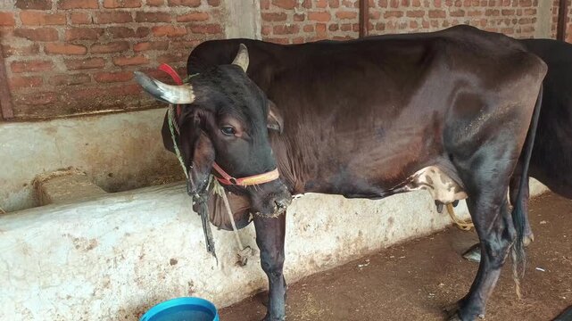 Indian Black Cow Standing in a Shed Near Fodder Manger - Domestic Cattle in Rural Farm