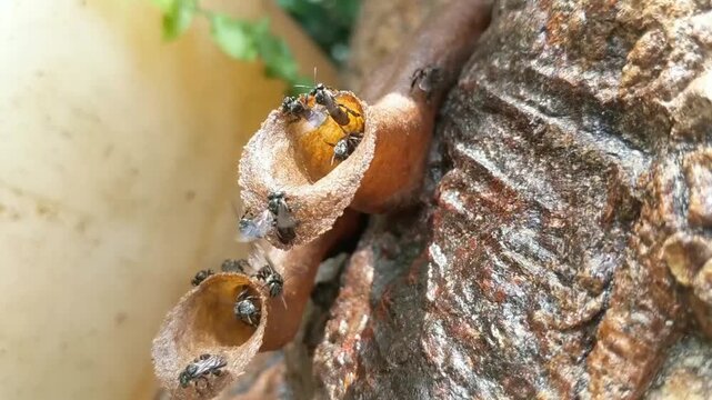 Close-up image of trigona bees in a nest on a tree.