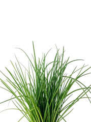 Naklejka premium Green grass with transparent background, isolated foliage