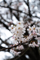 Naklejka premium Cherry blossom flowers blooming in a spring park. Fresh seasonal landscape detail with soft pink petals and natural light. floral wallpaper Suitable for banners