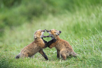 Fototapeta premium Red fox kit siblings playing in a field of grass