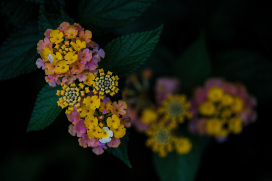 Colorful Lantana camara flowers blooming with vibrant yellow and pink petals. Beautiful tropical floral nature background with dark green leaves.