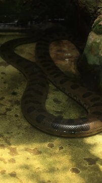 Anaconda in a water 