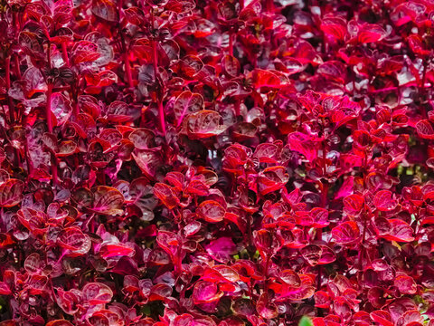 Dense texture of vibrant red Iresine herbstii leaves. Ornamental bloodleaf plant background, perfect for intense color texture and botanical garden concepts.