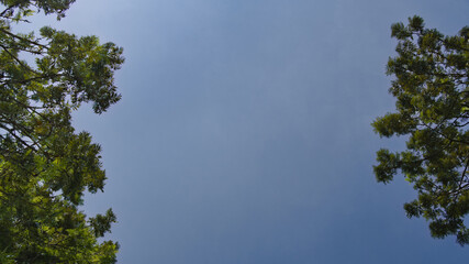 Fototapeta premium Low-angle perspective looking up at a clear blue sky framed by lush green tree branches. Ideal for copy space, environmental themes, and mental health visuals.