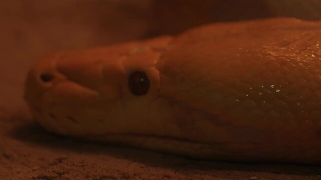 orange fish in aquarium