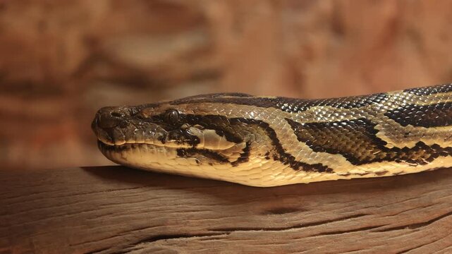 close up of a python