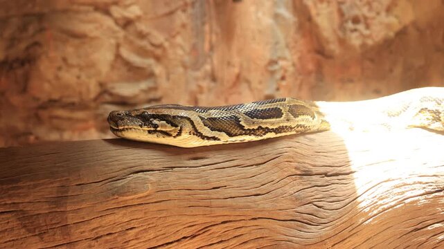 snake in the zoo