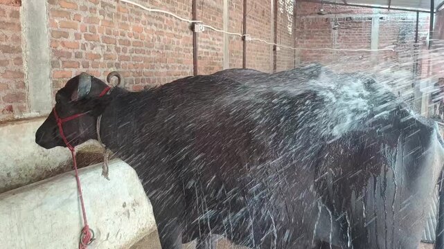 Washing and Cleaning Domestic Buffalo with Water Spray in a Dairy Farm Shed