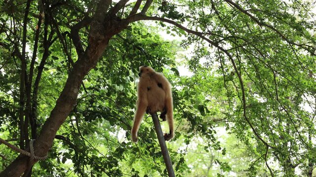 Gibbon on tree