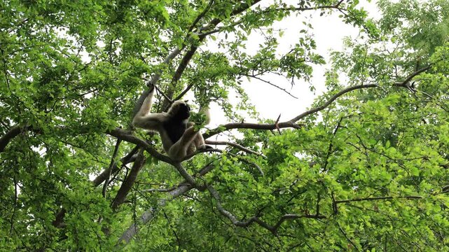Gibbon animal on the tree, green tree with animal nature background 