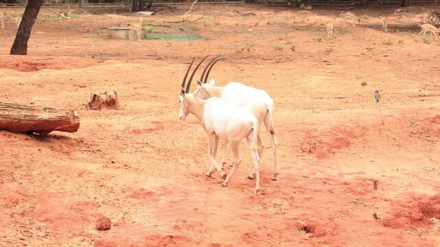 greater kudu antelope