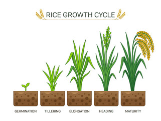 Obraz premium Rice Growth Cycle Vector Illustration: Germination, Tillering, Elongation, Heading, and Maturity Stages of Oryza Sativa