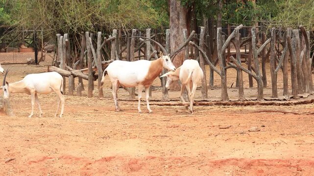 greater kudu antelope