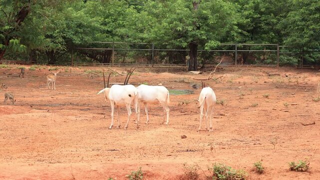 greater kudu antelope