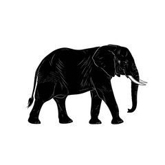 Fototapeta premium Black silhouette of an adult African elephant walking, isolated on a white background, side view.