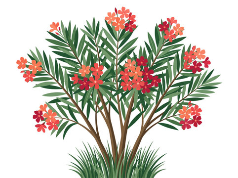 Vector Illustration of a Flowering Oleander Shrub with Pink and Red Blossoms Isolated on White Background