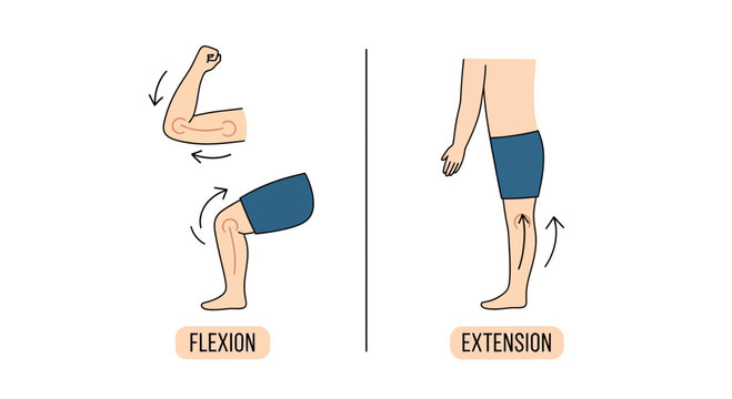 Human Anatomy Flexion and Extension Movements Illustration with Copy Space
